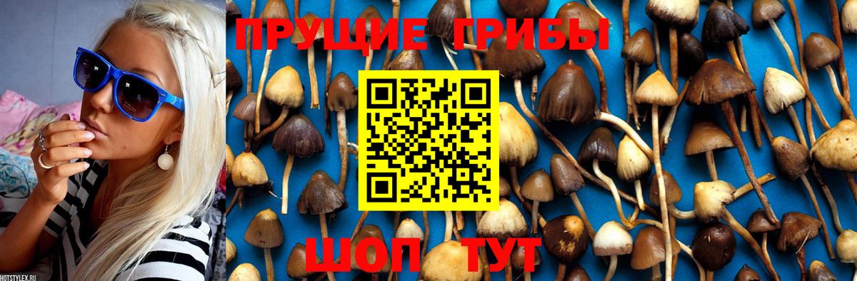 Волгодонск  Псилоцибиновые грибы Cubensis  Вход с VPN 